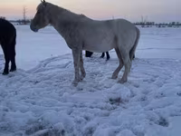 Koń, Kazakh horse — zdjęcie 2