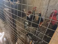 Chickens — zdjęcie 4
