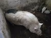 公猪, Pigs — 照片 3