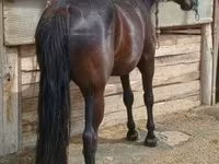 Yegua, Caballos — foto 1