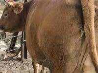 Vaca, Bovinos — foto 4