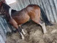 Caballo, Altai horse — foto 1