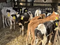Byk, Simmental cattle — zdjęcie 3