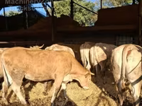 Tehén, Blonde d’Aquitane cattle — 2. fotó