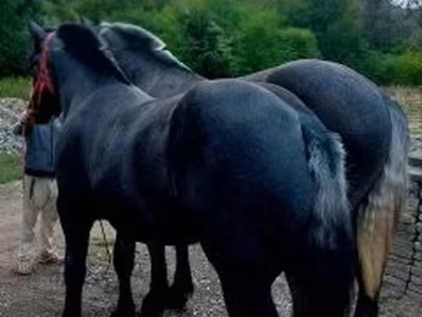 Koń, Percheron