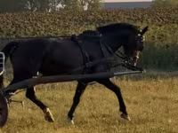 Kanca, Dutch warmblood horse — 3. fotó