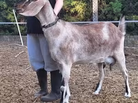 母山羊, Nubian Goat — 照片 3