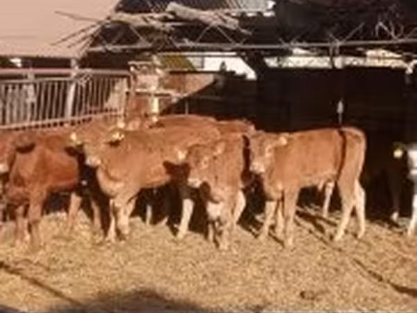 Bika, Limousin tehén — Magyarország