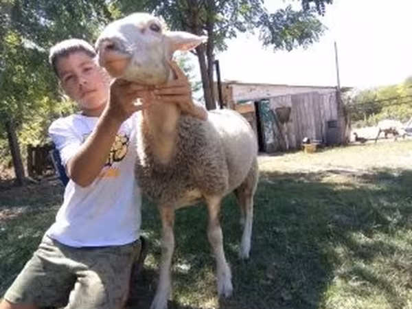Juh, Lacaune sheep