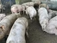 Disznók (tétel, nem megadva), Sertések — 2. fotó