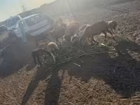 公羊, Cameroon sheep — 照片 2