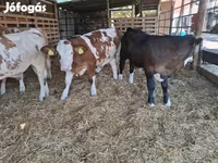 Bika, Simmental cattle — 5. fotó