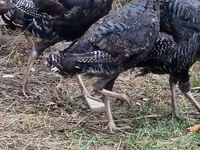 Turkeys — photo 2