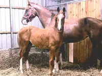 घोड़ा, Dutch warmblood horse — फ़ोटो 2