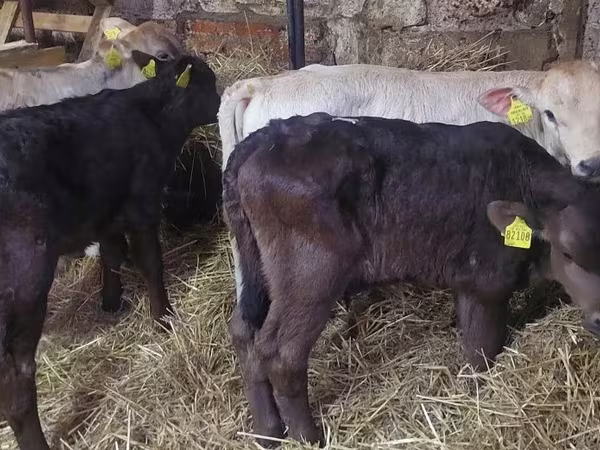 Bika, Simmental cattle