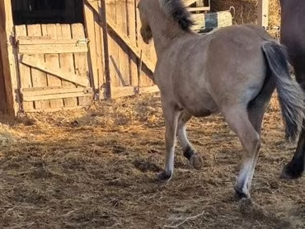 Madyan, Fjогd
