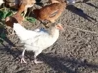 Chickens — photo 1