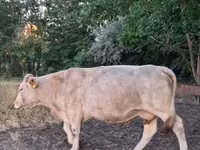 Vaca, Charolais cattle — foto 5
