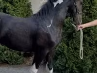 حصان, Dutch warmblood horse — الصورة 5