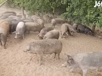 Schweine (Partie, Geschlecht nicht angegeben), Schweine — Foto 4