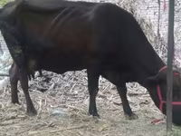 गाय, मवेशी — फ़ोटो 2