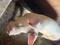 公猪, Pigs — 照片 2