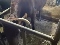 بقرة, Swiss cattle — الصورة 2