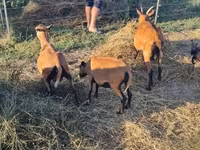 公羊, Cameroon sheep — 照片 5