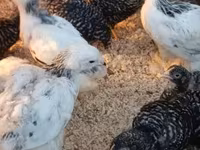 Chickens — foto 4