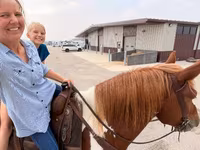 Hengst, Pinto horses — Foto 8