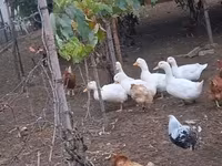 Ducks — फ़ोटो 3
