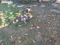 Turkeys — 3. fotó