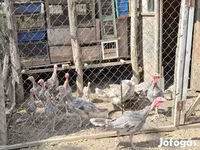 Turkeys — 照片 5