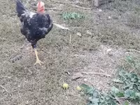 Chickens — 7-сурет