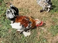 Chickens — zdjęcie 2