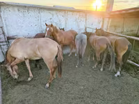Yegua, Horse breed — foto 1
