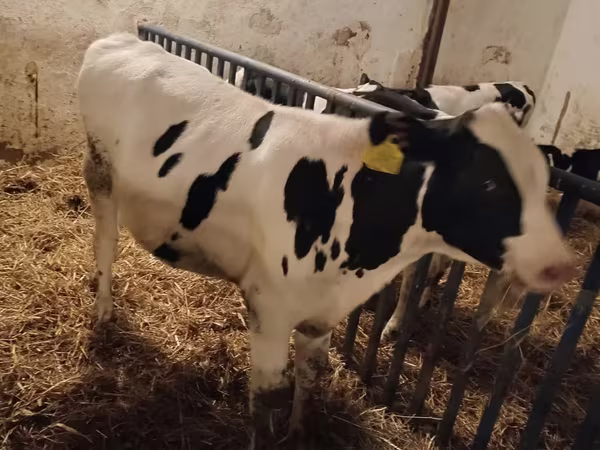 Býk, Russian Black pied cattle