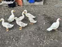Ducks — photo 1