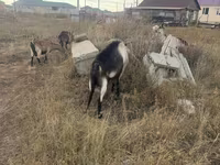 Bak, Alpine goat — 4. fotó
