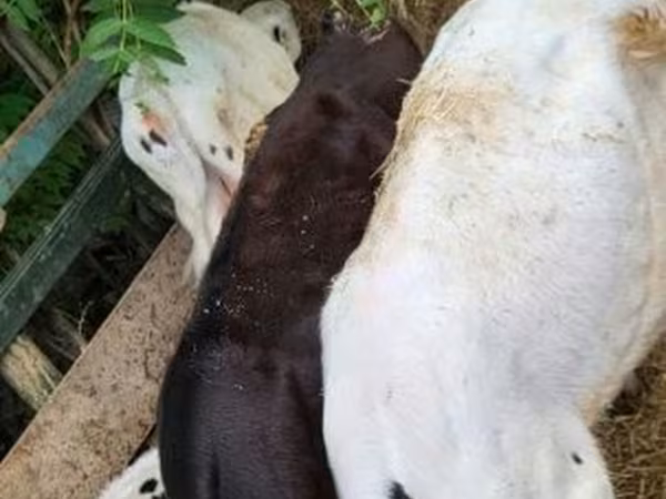 Bika, Holstein fajta — Magyarország