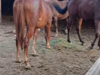 فرس, Kyrgyz Horse — الصورة 3