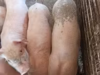 मादा सूअर, Крупная белая — फ़ोटो 7