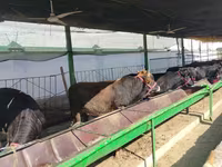 Cattle (batch, sex not specified), Cattle — photo 8