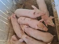 मादा सूअर, Крупная белая — फ़ोटो 4