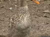 Geese — zdjęcie 8