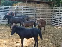 Cheval, Chevaux — photo 2
