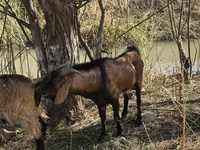عنزة, Alpine goat — الصورة 3
