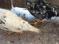 Chickens — photo 3