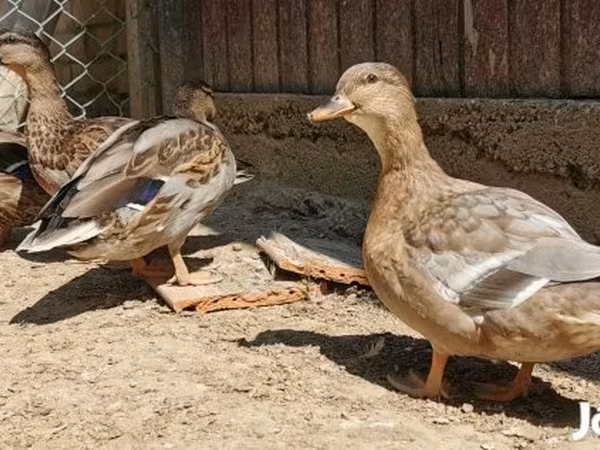 Ducks