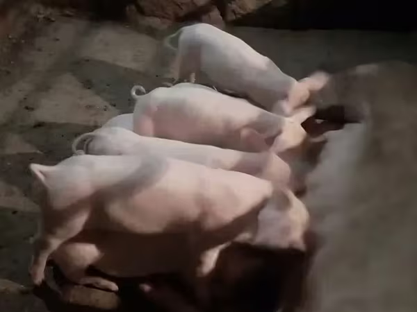 Boar, Pigs